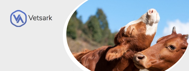 Cover image of Vetsark, Agritech venture on VC4A