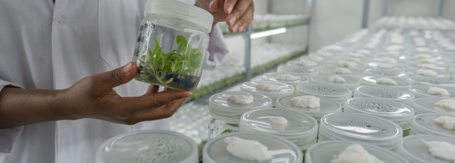 Cover image of Maua Mazuri Tissue Culture, Agribusiness venture on VC4A