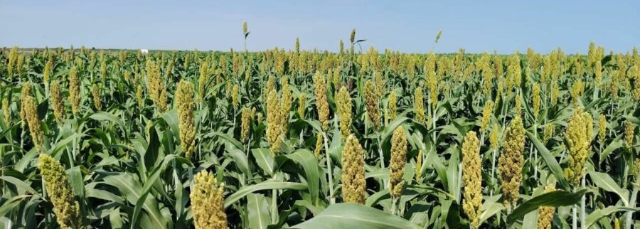 Cover image of Bezra for seed production, Agribusiness venture on VC4A