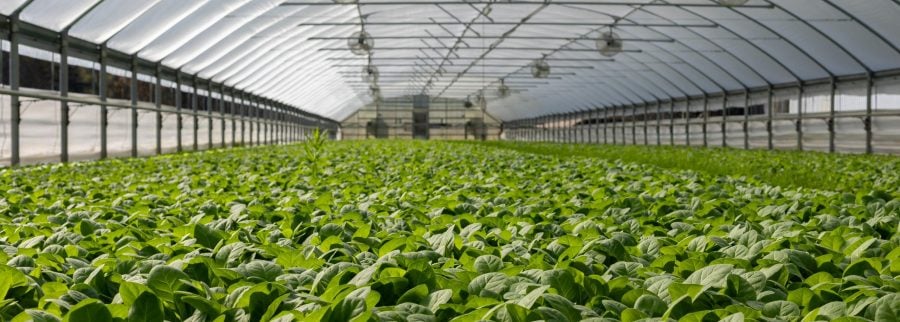 Cover image of Aikon Farms, Agribusiness venture on VC4A