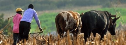village capital agriculture africa 2019