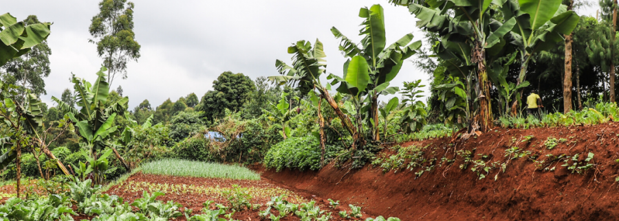Cover image of Farm to Feed, Agribusiness venture on VC4A