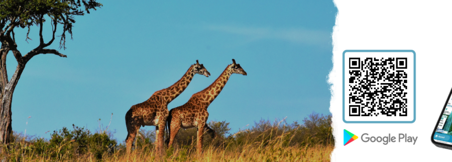 Cover image of Yebo Drc, E-commerce venture on VC4A
